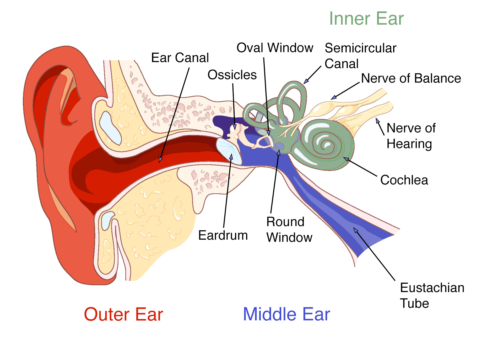 Diving and Ear Problems Michael Rothschild, MD